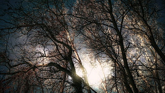 Sunlight shining through bare winter tree branches against blue sky