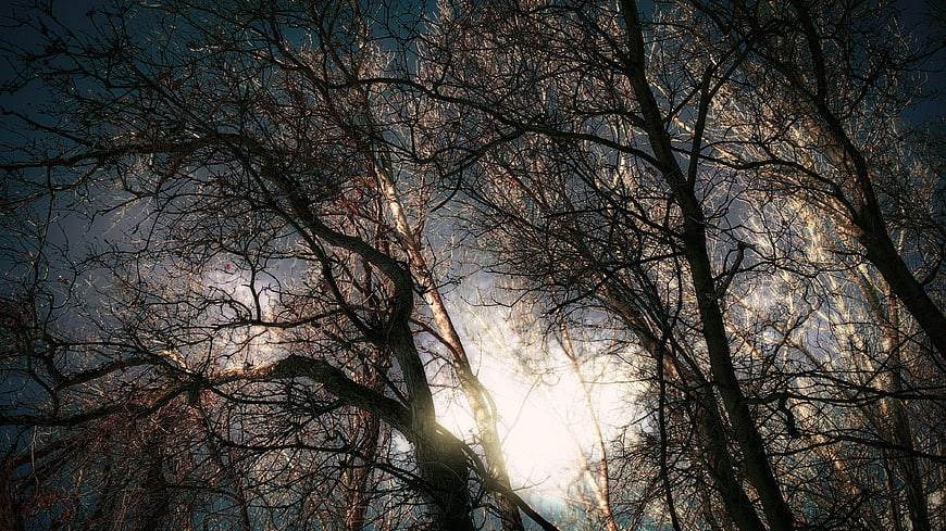 Sunlight shining through bare winter tree branches against blue sky