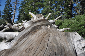 Weathered Fallen Tree Trunk in Sunlit Forest Landscape