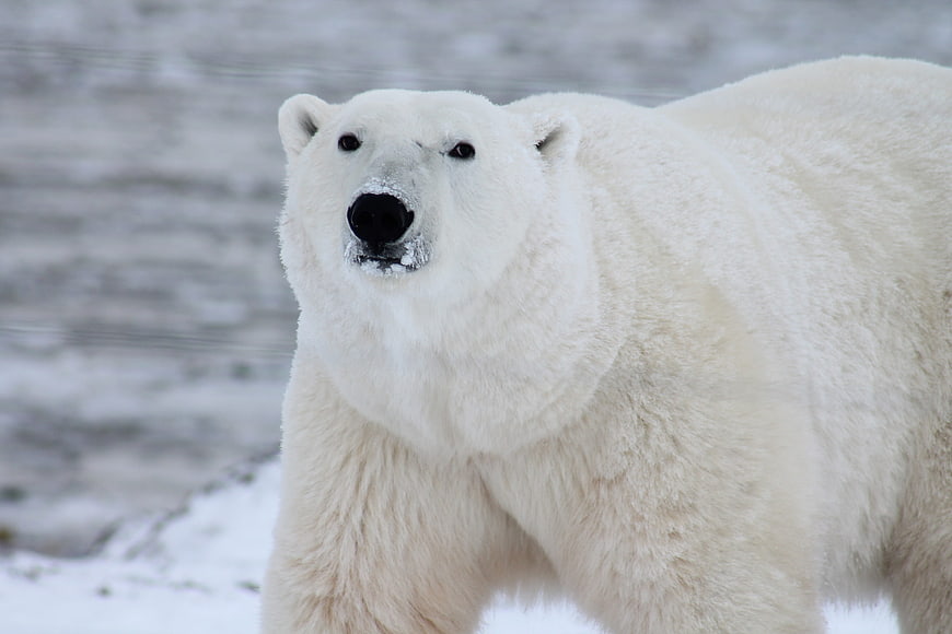 Close-up of a majestic polar bear in snowy arctic wilderness