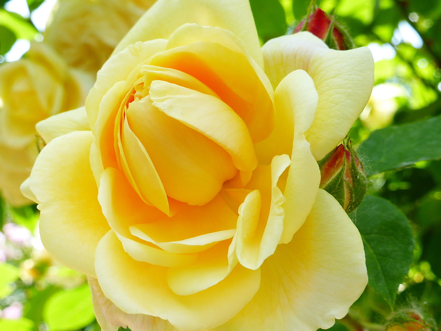 Close-up of a vibrant yellow rose in a garden