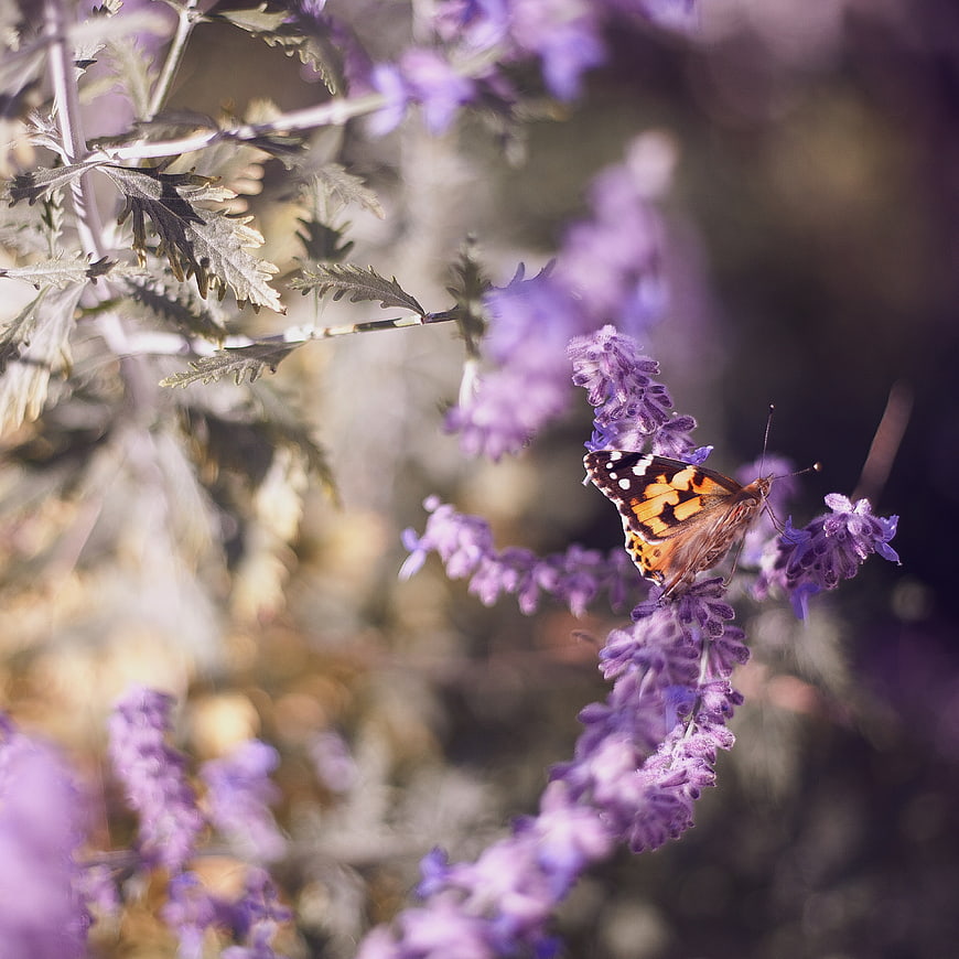 Painted Lady Butterfly on Purple Lavender Flowers