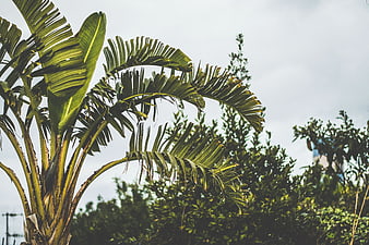 Tropical banana tree leaves against cloudy sky background