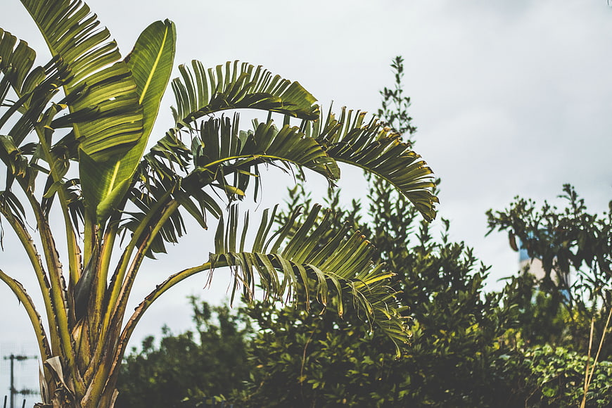 Tropical banana tree leaves against cloudy sky background