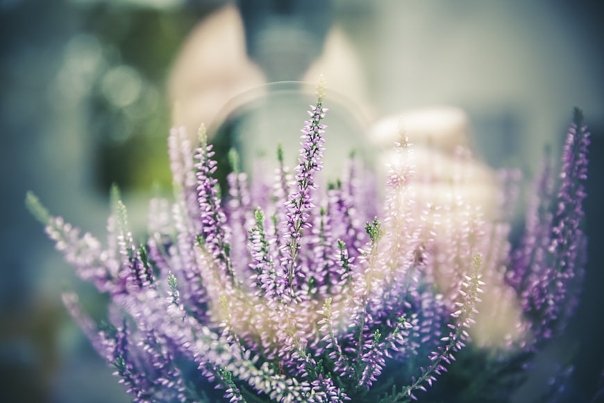 Close-up of purple heather flowers with soft bokeh background