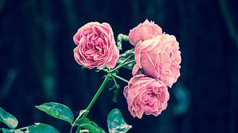 Pink Roses on Dark Blue Background