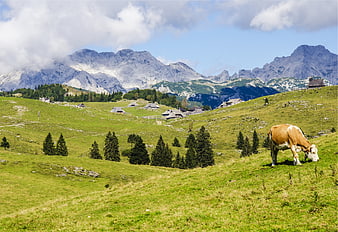 Brown and white cow grazing in green alpine meadow with mountains