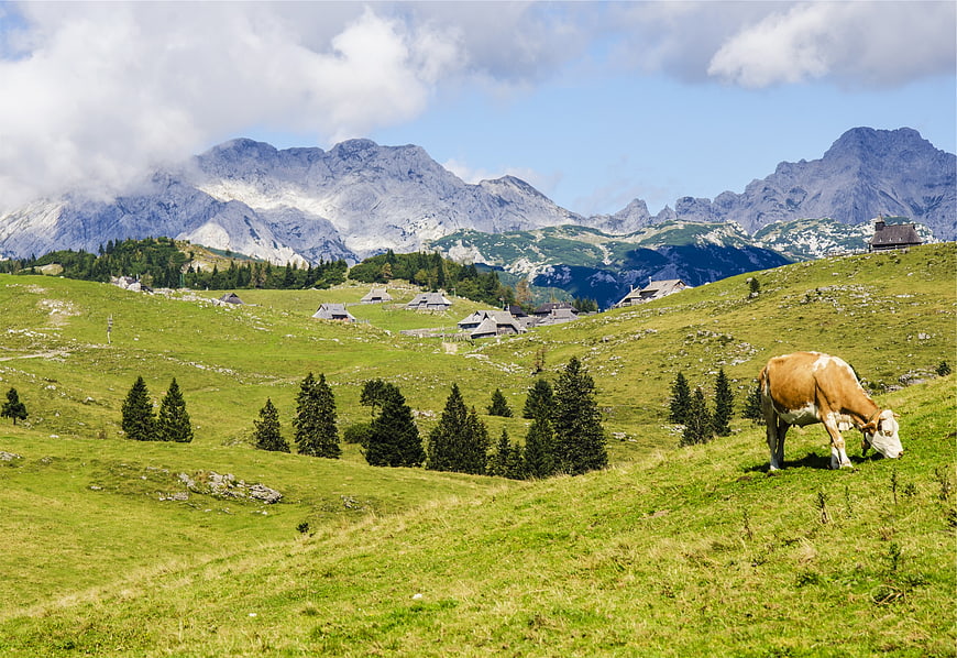 Brown and white cow grazing in green alpine meadow with mountains