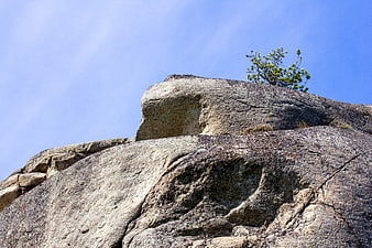 Lone Pine Tree Growing on Granite Rock Outcrop