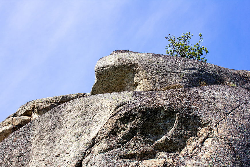 Lone Pine Tree Growing on Granite Rock Outcrop