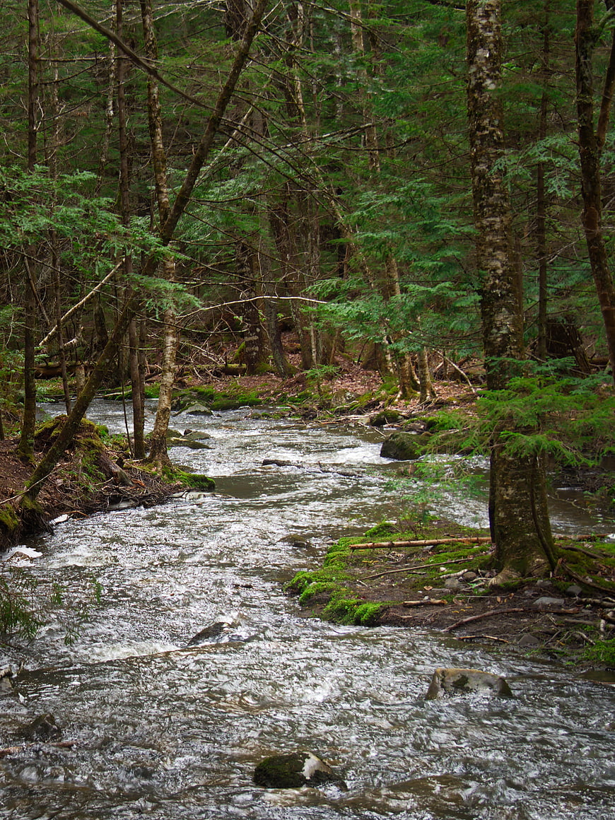 Flowing Forest Stream in Green Woodland
