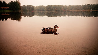 Lone Duck Swimming in Calm Lake at Sunset