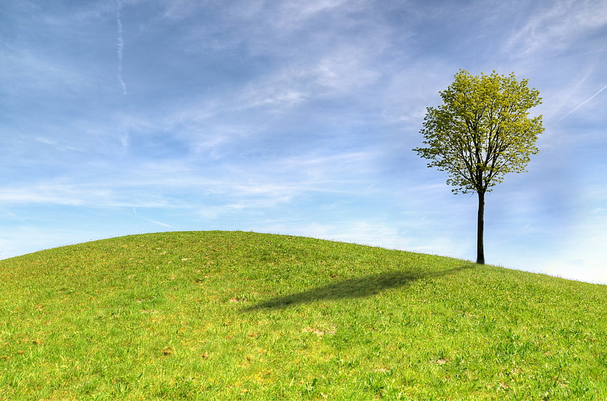Lone Tree on Green Hill Under Blue Sky
