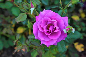 Vibrant Purple Rose in Full Bloom with Green Foliage