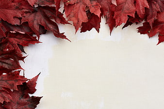 Red Maple Leaves Autumn Border on White Background