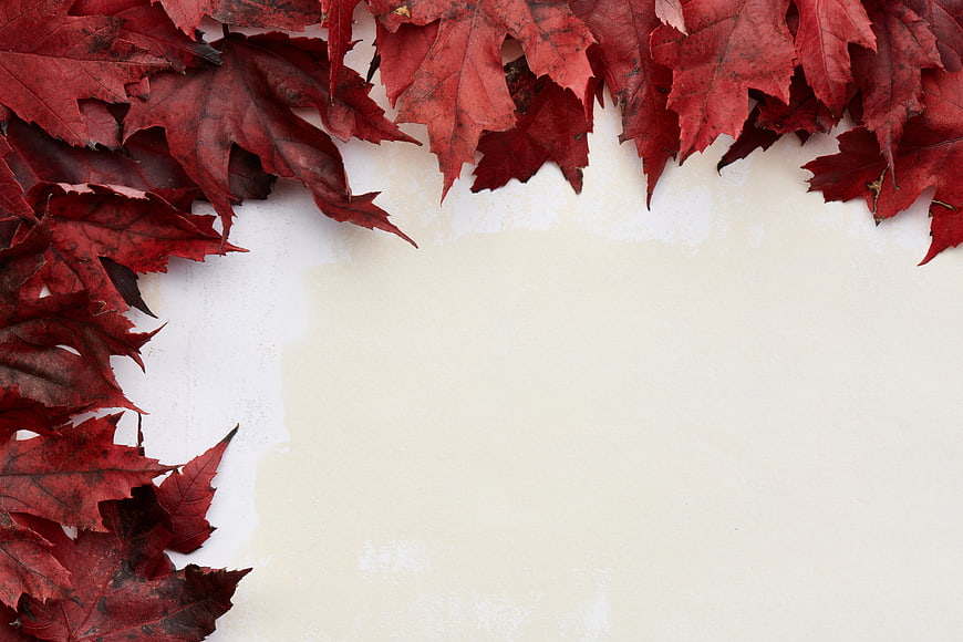 Red Maple Leaves Autumn Border on White Background