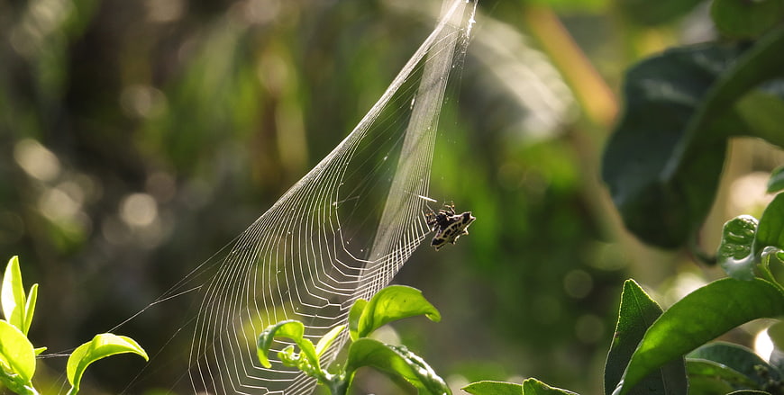 Spider on Web in Sunlit Green Leaves