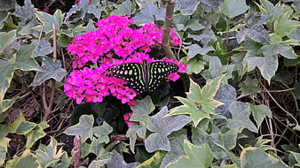 Black butterfly with green spots on pink flowers