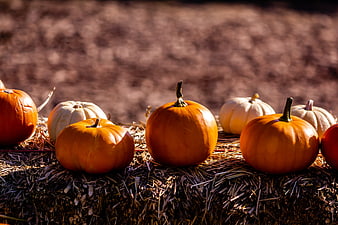 Autumn pumpkins and gourds on a hay bale in warm sunlight