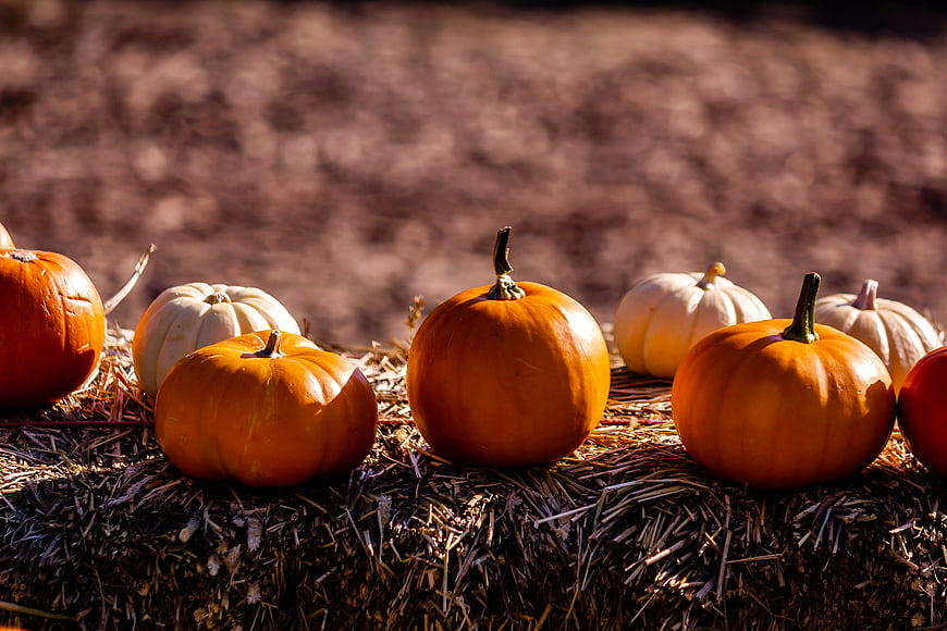 Autumn pumpkins and gourds on a hay bale in warm sunlight