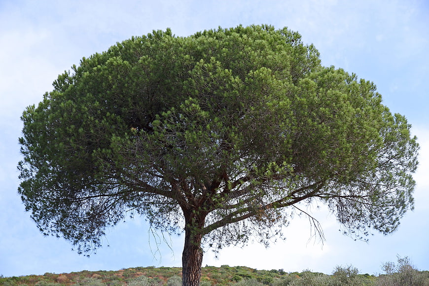 Lone Stone Pine Tree Against Blue Sky in Tuscany