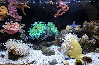 Colorful Sea Anemones and Starfish in Aquarium