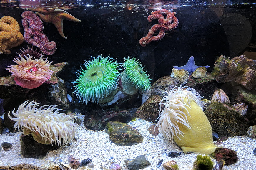 Colorful Sea Anemones and Starfish in Aquarium
