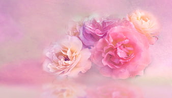 Soft pastel pink roses with dreamy ethereal background