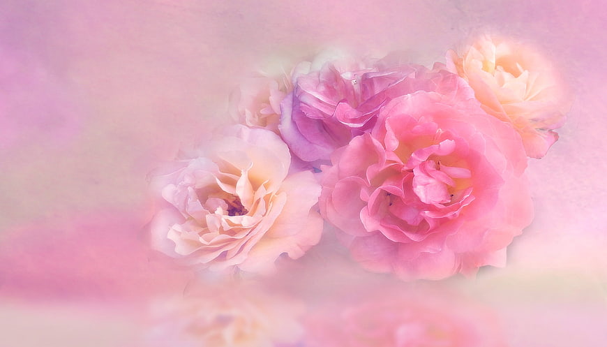 Soft pastel pink roses with dreamy ethereal background