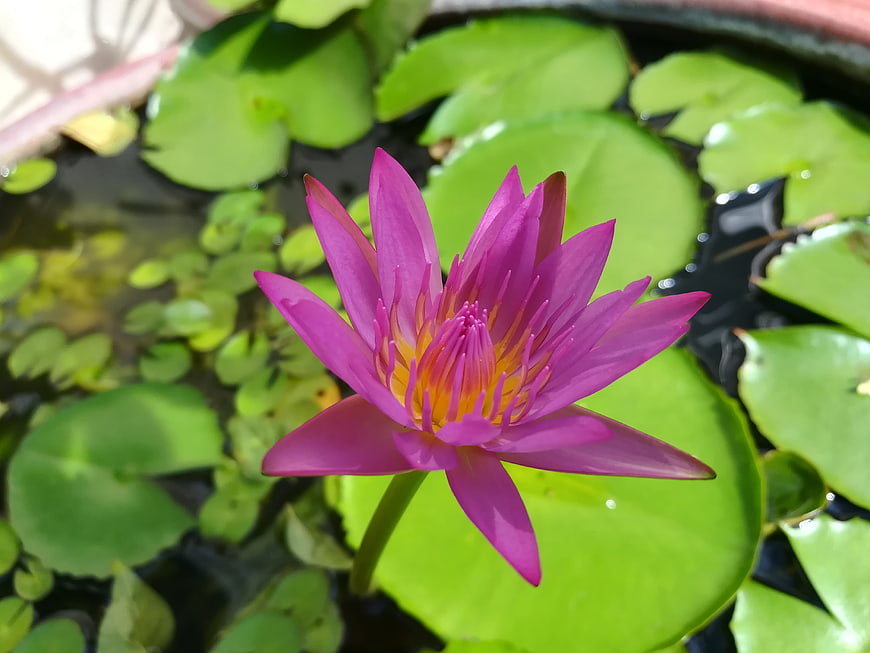 Vibrant Pink Water Lily Blooming in a Pond