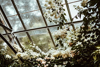 White Bougainvillea Flowers Climbing Glass Greenhouse Roof