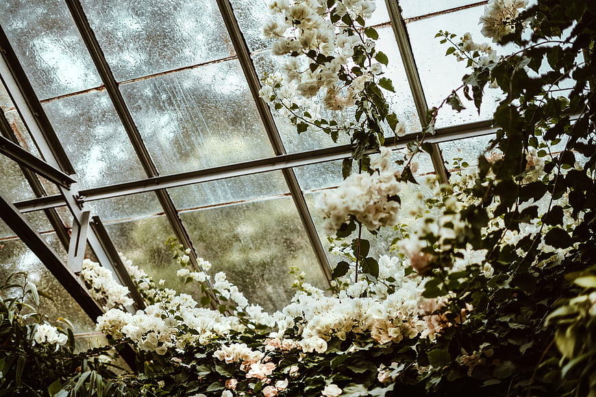 White Bougainvillea Flowers Climbing Glass Greenhouse Roof