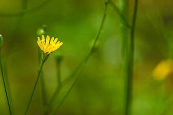 Close-up of a yellow wildflower in a green meadow