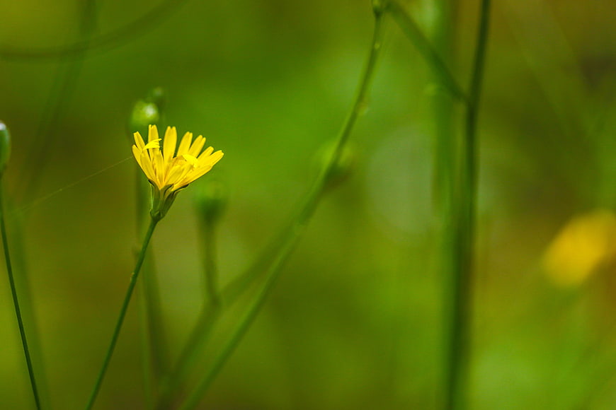 Close-up of a yellow wildflower in a green meadow