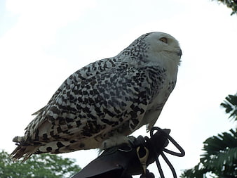 Snowy Owl Perched on Falconry Glove Against Sky