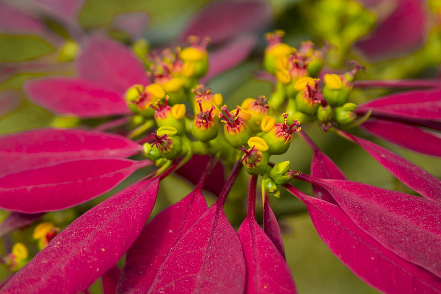Close-up of vibrant pink poinsettia flower with yellow centers
