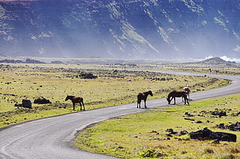Wild Horses Grazing on a Winding Road in a Rugged Landscape