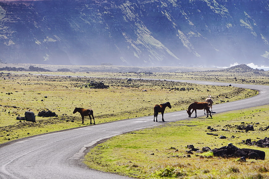 Wild Horses Grazing on a Winding Road in a Rugged Landscape