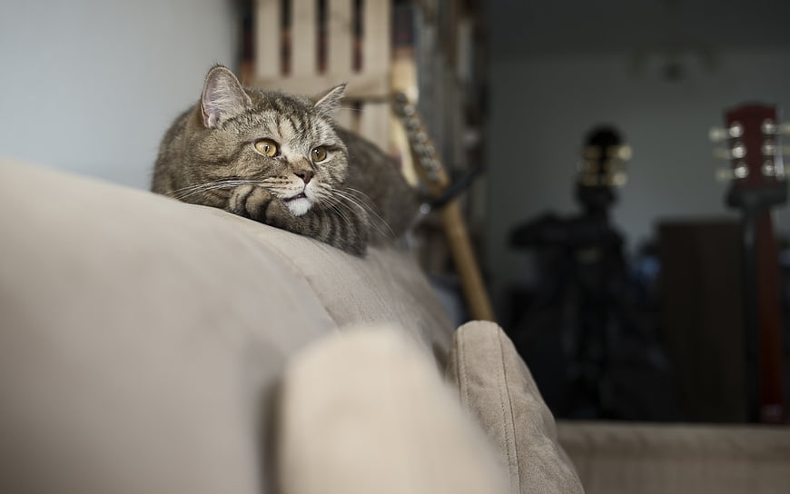 Tabby Cat Peeking Over Beige Sofa In Cozy Home Interior