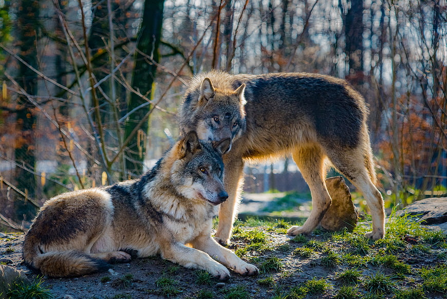 Two Wolves In Forest