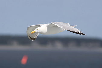 Seagull in Flight Against Blue Sky and Blurred Water