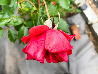 Close-up of a vibrant red rose in a garden