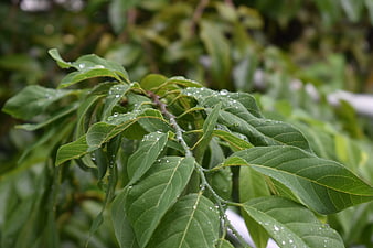 Close-up of green leaves with water droplets after rain