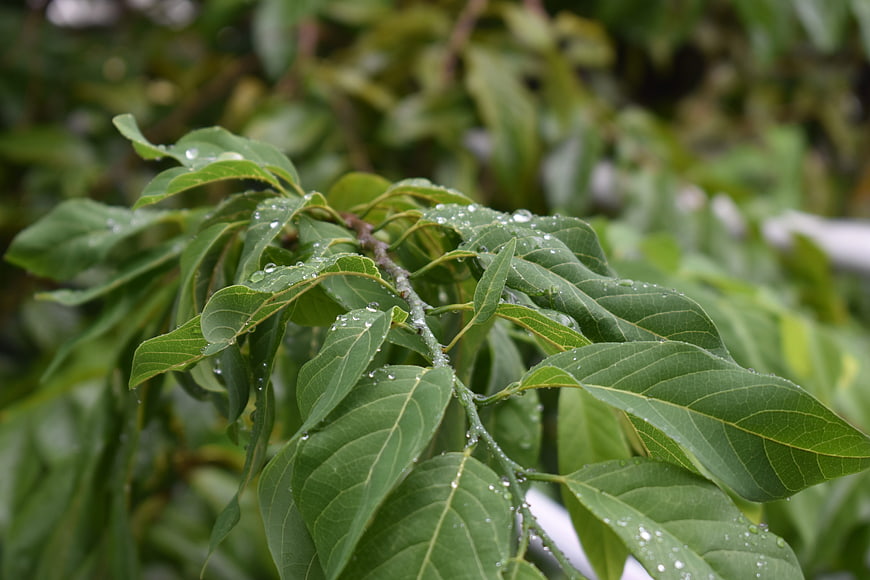 Close-up of green leaves with water droplets after rain