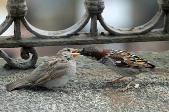 Male Sparrow Feeding Female on Stone Balcony