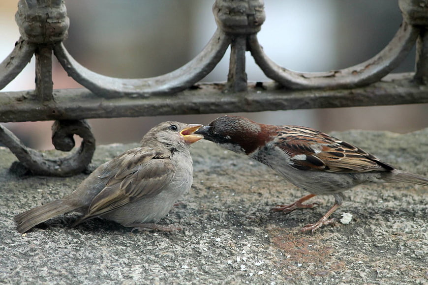 Male Sparrow Feeding Female on Stone Balcony