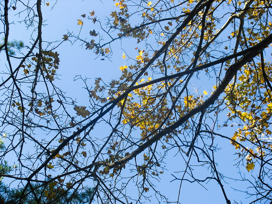 Autumn tree branches with yellow leaves against blue sky