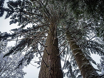 Low Angle View of Snowy Pine Trees Against White Sky