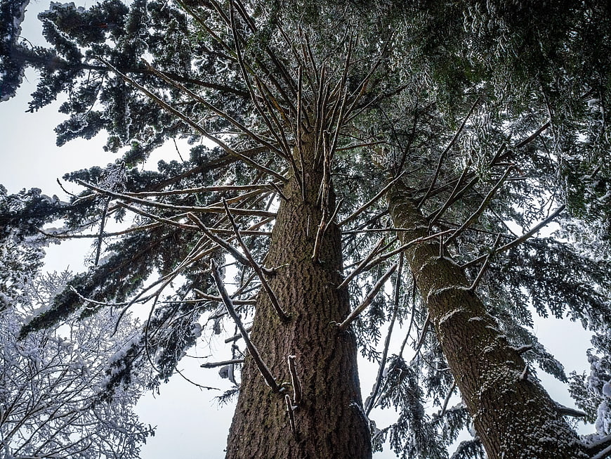 Low Angle View of Snowy Pine Trees Against White Sky