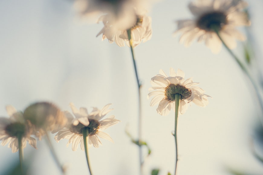 Soft Focus White Daisies in Natural Light